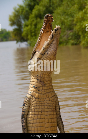 Jumping Saltwater Crocodile (Crocodylus porosus), Adelaide River, Northern Territory, Australia Stock Photo