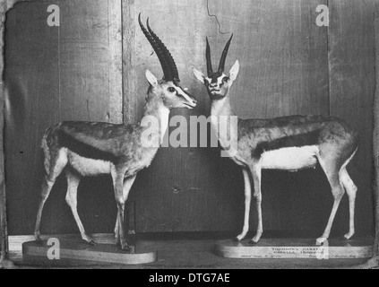 Thomson's Gazelles in Lower Mammal Gallery. 5th July 1892 Stock Photo