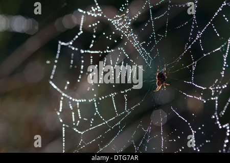 Orb-Weaving Spider (Araneus diadematus) on his web with morning dew. Stock Photo