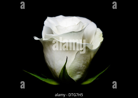 A beautiful portrait of a white rose Stock Photo