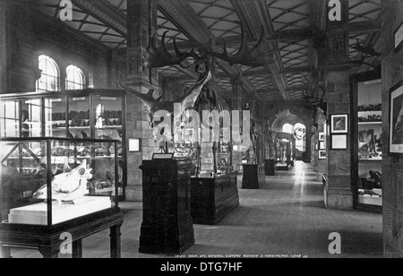 Fossil Mammal Gallery. July 1902 Stock Photo