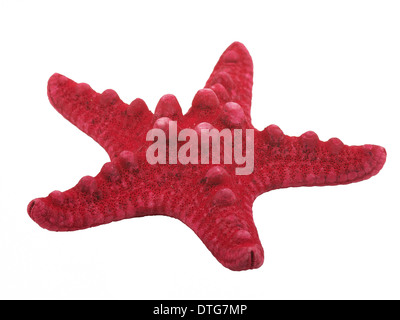 Sea star on white background Stock Photo