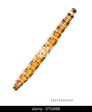 Pieris Brassicae, Large White larva Stock Photo