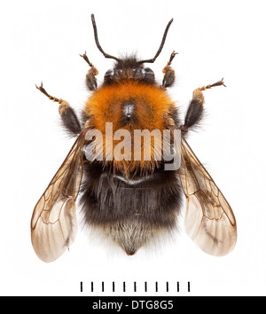 Bombus hypnorum, Tree Bumblebee Stock Photo