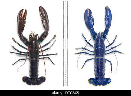 Electric-blue European lobster Stock Photo