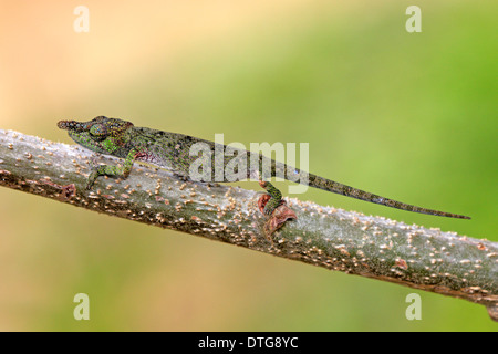 Big-nosed Chameleon, male, Madagascar / (Calumma nasutum) / side Stock Photo