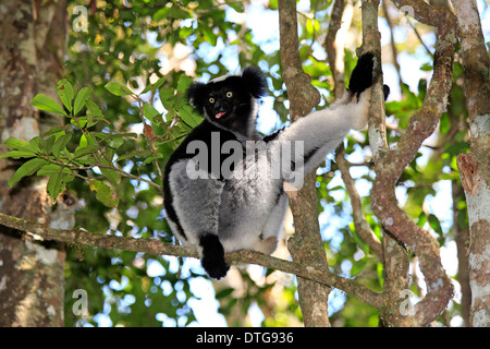Indri, Perinet Game Reserve, Andasibe, Madagascar / (Indri indri) Stock Photo