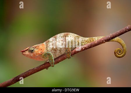 Short-horned Chameleon,male,  Madagascar / (Calumma brevicorne) / side Stock Photo