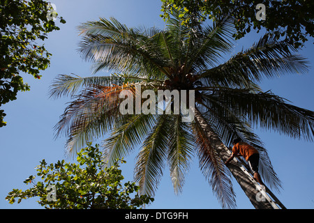 Man climbing palm tree, Mechapa Nicaragua Stock Photo