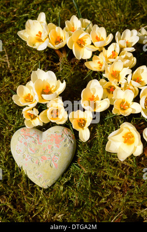 heart and yellow crocus flowers Stock Photo