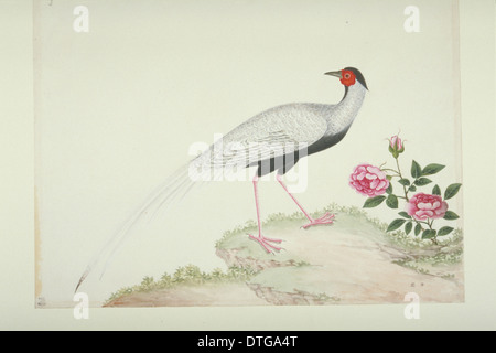 Lophura nycthemera, silver pheasant Stock Photo