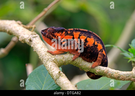 Panther Chameleon, female, Madagascar / (Furcifer pardalis)