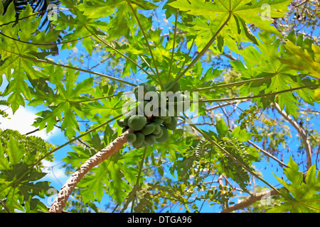 Papaya-Tree, Nosy Be, Madagascar / (Carica papaya) / Caricaceae Stock Photo