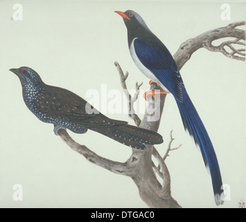 Urocissa erythrorhyncha, red-billed blue magpie Stock Photo