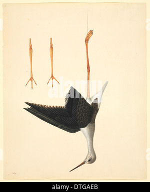 Himantopus himantopus, black-winged stilt Stock Photo