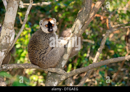 Red-Fronted Lemur, Berenty Reserve, Madagascar / (Lemur fulvus rufus) Stock Photo