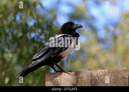 Pied Crow, Berenty Reserve, Madagascar / (Corvus albus) Stock Photo