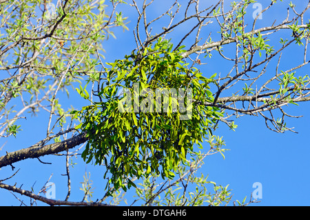 European Mistletoe or Common Mistletoe (Viscum album), Provence, Southern France Stock Photo