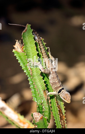 Dumeril's Madagascar Swift, Madagascar / (Oplurus quadrimaculatus) Stock Photo