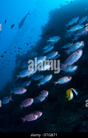 School of Crescent-tail Bigeye, Priacanthus hamrur, The Maldives Stock Photo