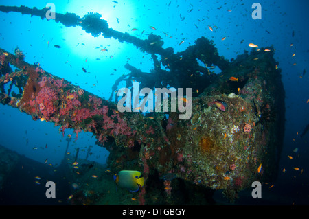 Reef life on the Machchafushi Wreck, South Ari Atoll, The Maldives Stock Photo