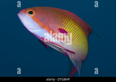 Male Scalefin Anthias, Pseudanthias squamipinnis, The Maldives Stock Photo
