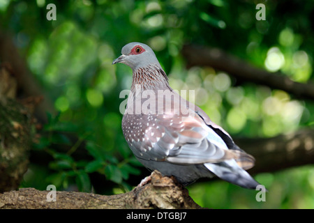 Red-eyed Dove, South Africa / (Streptopelia semitorquata) Stock Photo