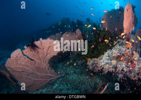 School of Scalefin Anthias, Pseudanthias squamipinnis, with Sea Fans and Cup Corals, The Maldives Stock Photo