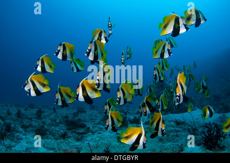 School of Masked Bannerfish, Heniochus monoceros, The Maldives Stock Photo