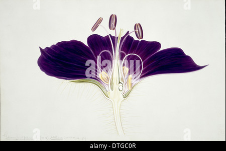 Geranium phaeum, mourning widow geranium Stock Photo