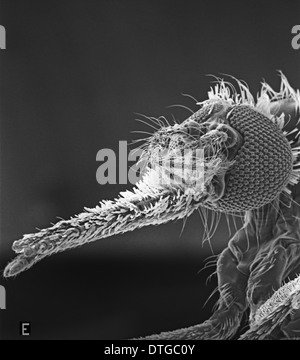 Anopheles gambiae, mosquito Stock Photo