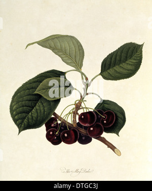 Prunus sp., cherry (The May Duke Cherry) Stock Photo