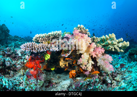 Beautiful tropical underwater corals and sponges on a reef surrounded by blue water and fish. Stock Photo