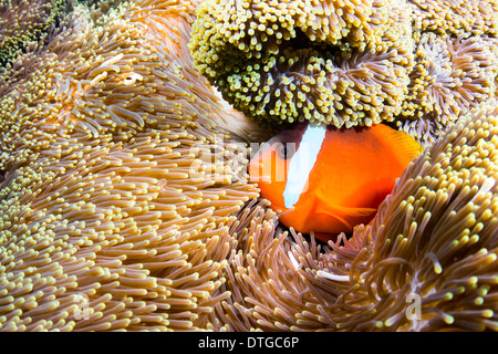 A beautiful orange clownfish rests in the protective tentacles of a sea anemone in the tropical sea of Fiji.