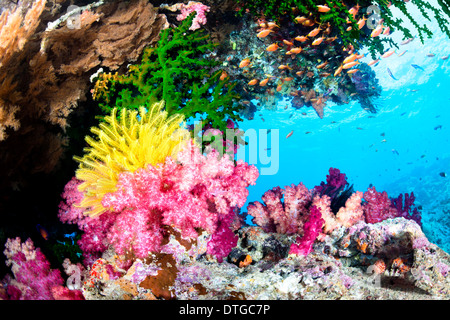 A beautiful, exotic tropical reef covered with vibrant soft and hard corals and a yellow crinoid in clear water. Stock Photo