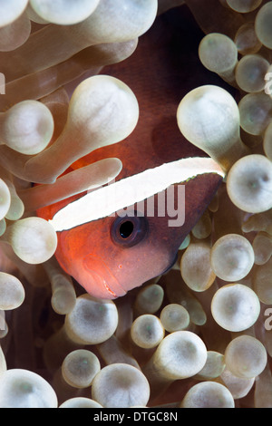 A tropical clown anemone fish rests within the protective tentacles of a host anemone Stock Photo