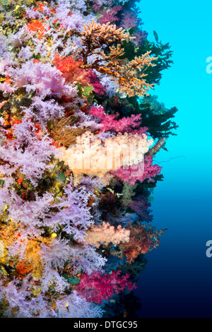 A vibrantly colored reef wall in Fiji hosts a large species of hard and soft corals and gorgonian sea fans. Stock Photo