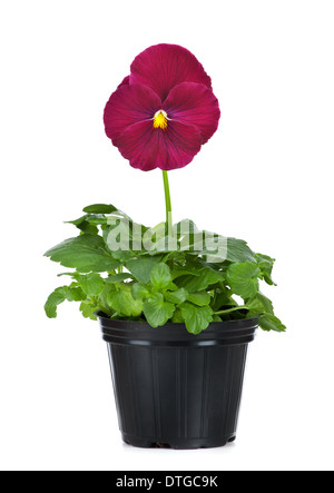 Beautiful pansies in flowerpot isolated on white background Stock Photo
