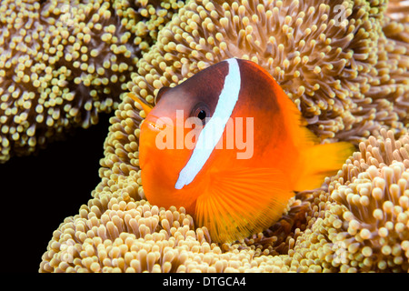 A beautiful orange clownfish rests in the protective tentacles of a sea anemone in the tropical sea of Fiji.