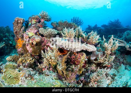 A healthy tropical coral reef hosting tabletop and staghorn corals and encrusting, colorful sponges with clear blue water. Stock Photo