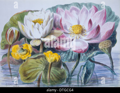 Nymphaea sp., water lilies Stock Photo