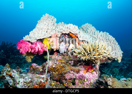 Beautiful mushroom shaped coral head with pretty pink soft corals Stock Photo