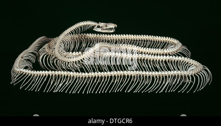 Python molurus, tiger python Stock Photo