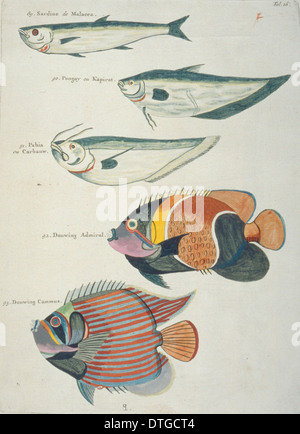 Colourful illustration of five fish Stock Photo - Alamy