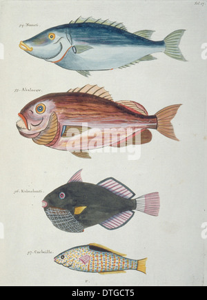 Colourful illustration of four fish Stock Photo