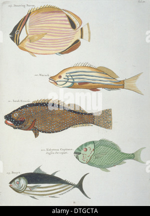 Colourful illustration of five fish Stock Photo - Alamy