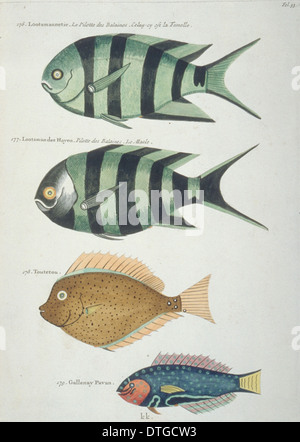 Colourful illustration of four fish Stock Photo