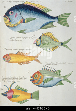 Colourful illustration of five fish Stock Photo