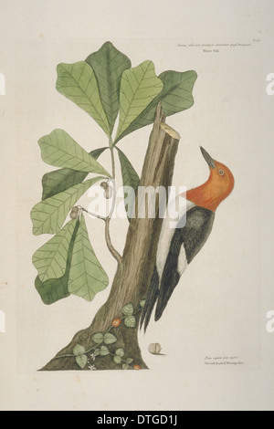 Melanerpes erythrocephalus, red-headed woodpecker Stock Photo