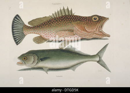 Epinephelus gattatus, red hind & Euthynnus pelamis, skipjack tuna Stock Photo